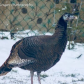 Wild Turkey