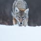 Coyote Staredown