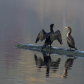 Cormorants At Sunrise