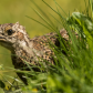 Sooty Grouse