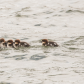 Mama Merganser and Babies