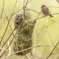 Bushtits Constructing a Nest