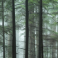 Trees in the Fog