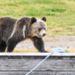 Grizzly Cub Visiting 