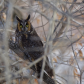 Long Eared Owl