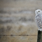 Snowy Owl in a snowfall 