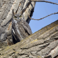 Great Horned Camouflage 