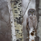 Great Grey Owl 