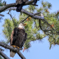Family of Bald Eagles Resting in the Summer Sun