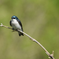 Tree Swallow