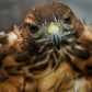 Red Tailed Hawk 