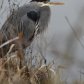 Cold Day with a Great Blue Heron