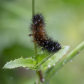 Dew covered Caterpillar