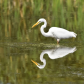 Great Egret