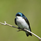 Portrait of a Tree Swallow