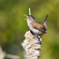 Singing Wren