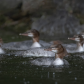 Merganser Rain