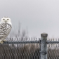Female snowy owl perched on a fence