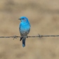 Bluebird 