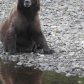 Bear Talk
