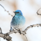 Bluebird 