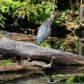 Reflections of a Green Heron