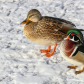 Wood Duck with Mallard