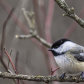 sweet little chickadee