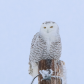 Snowy Owl