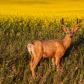 Mule deer at sunset