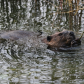 Beaver