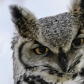 Great Horned Owl