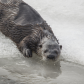 Curious Otter in Cape Breton