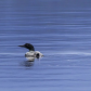 Loon
