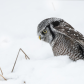 Northern Hawk Owl Hunts In Snow