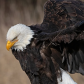 Bald eagle 