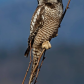Northern hawk owl 