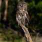 Great grey owl 
