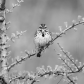 Song Sparrow