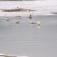 Trumperter Swans