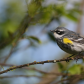 Yellow-rumped Warbler