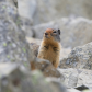 Columbian Ground Squirrel