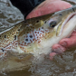 Male Atlantic Salmon in Margaree, Nova Scotia