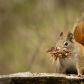 Gathering for Winter