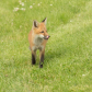 Fox Kit out for a stroll