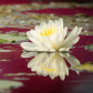 Reflection of red