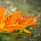 Laying Lilies