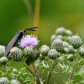 Halloween Colours in July - Virginia Ctenucha Wasp Moth