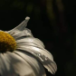Daisy Dew