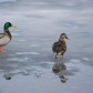 Ducks of Spring on Lake Couchiching